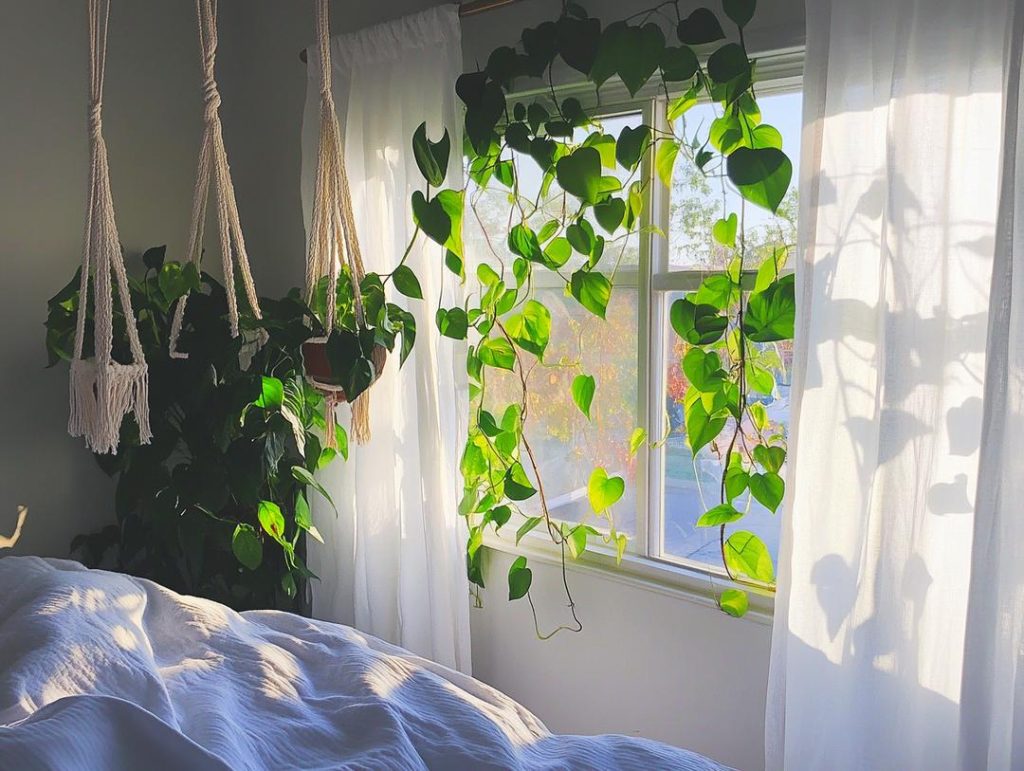 Hanging Plants for Renters: No-Floor Greenery to Refresh Your Bedroom